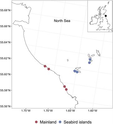 Seabird-vectored pelagic nutrients integrated into temperate intertidal rocky shores
